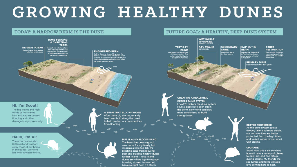 Growing Healthy Dunes (Graphic by Sasaki Associates)